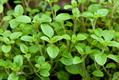 Sweet Marjoram
